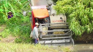 CẢNH MÁY CẮT LÚA YANMAR 82 GIẢI CỨU MÁY KUBOTA 70 BỊ LẦY