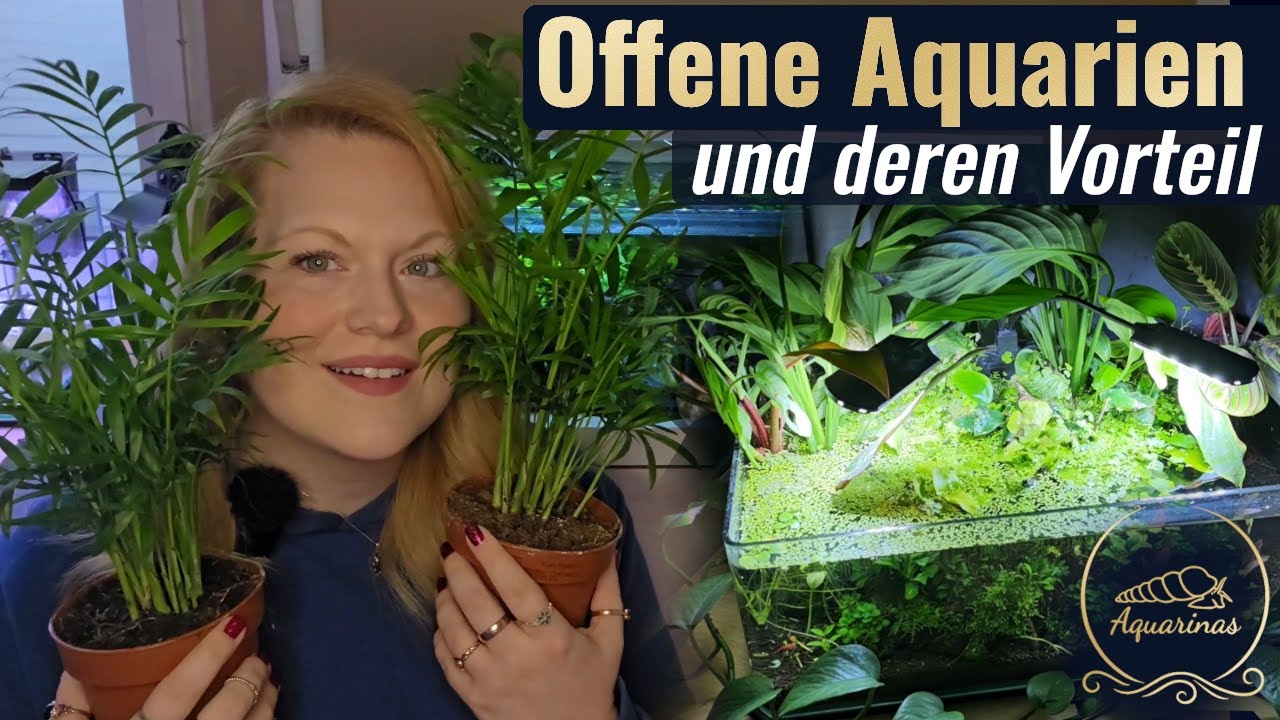 Das Privileg offener Aquarien - Zimmerpflanzen im Aquarium nutzen