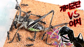 개미집에 '여치'가 침입한다면? 세상에서 가장 무서운 곤충은 개미입니다..