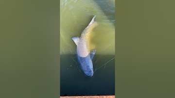 Đánh cá khủng bằng cần câu tay Handing Điếu Vương