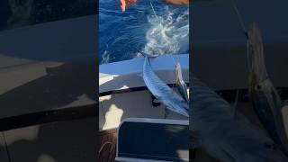 Hawaii Sportfishing Catching Ono AKA Wahoo 🏝️ #kona #bigisland #fishing