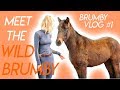 Meet the wild brumby  am equine