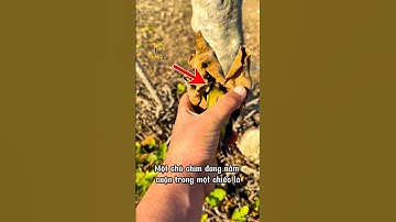 Cảnh Tượng Lạ Về Chú Chim 🫣🫣