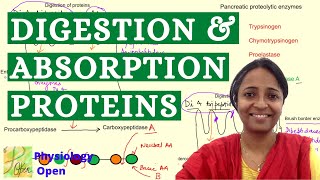 Digestion and absorption of proteins | Gastrointestinal system (GI) Physiology mbbs 1st year lecture
