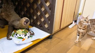 とんでもない体勢でご飯を食べるナマケモノがここにいますよw