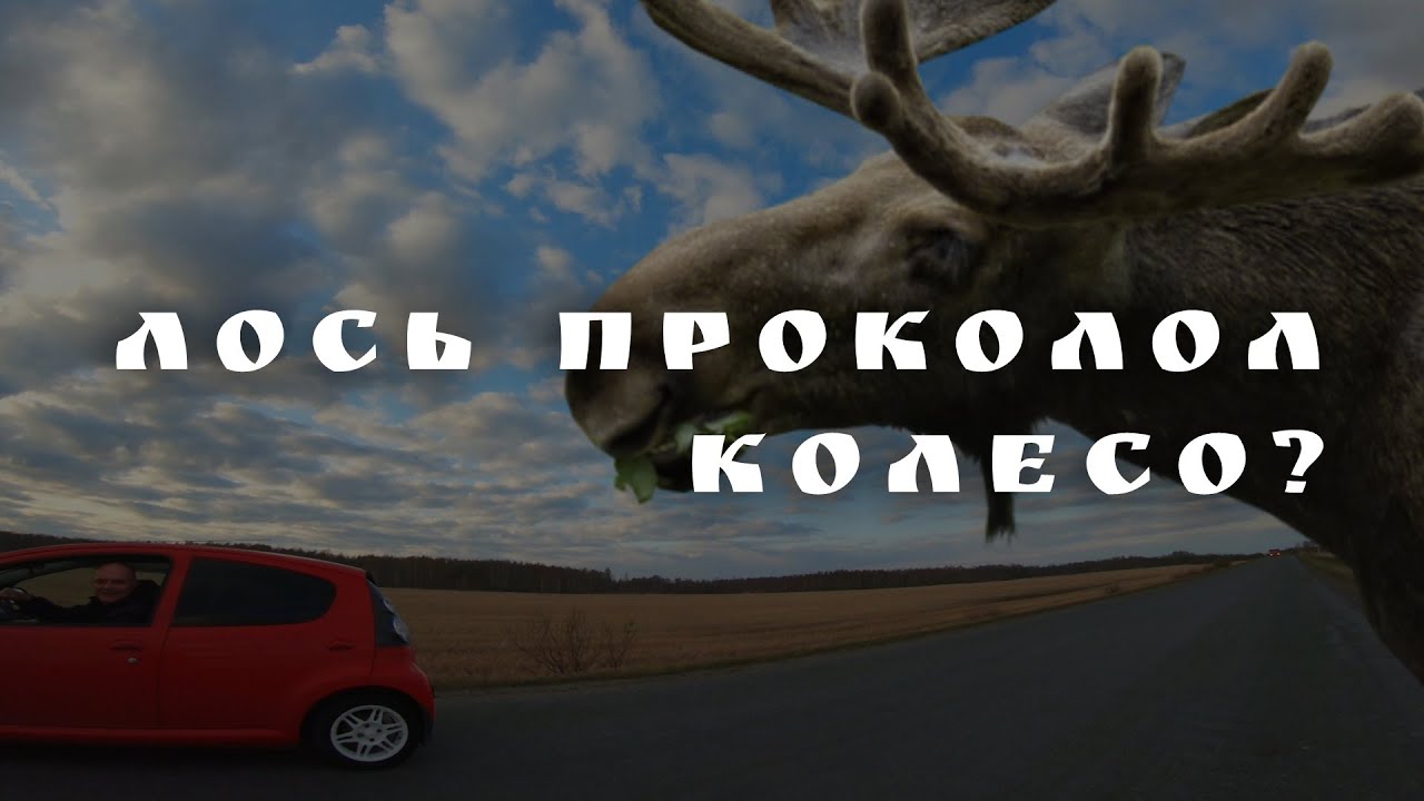 В поисках лося