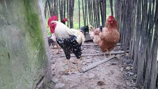 Reprodutor Caipirão - Frangos Caipira Melhorado