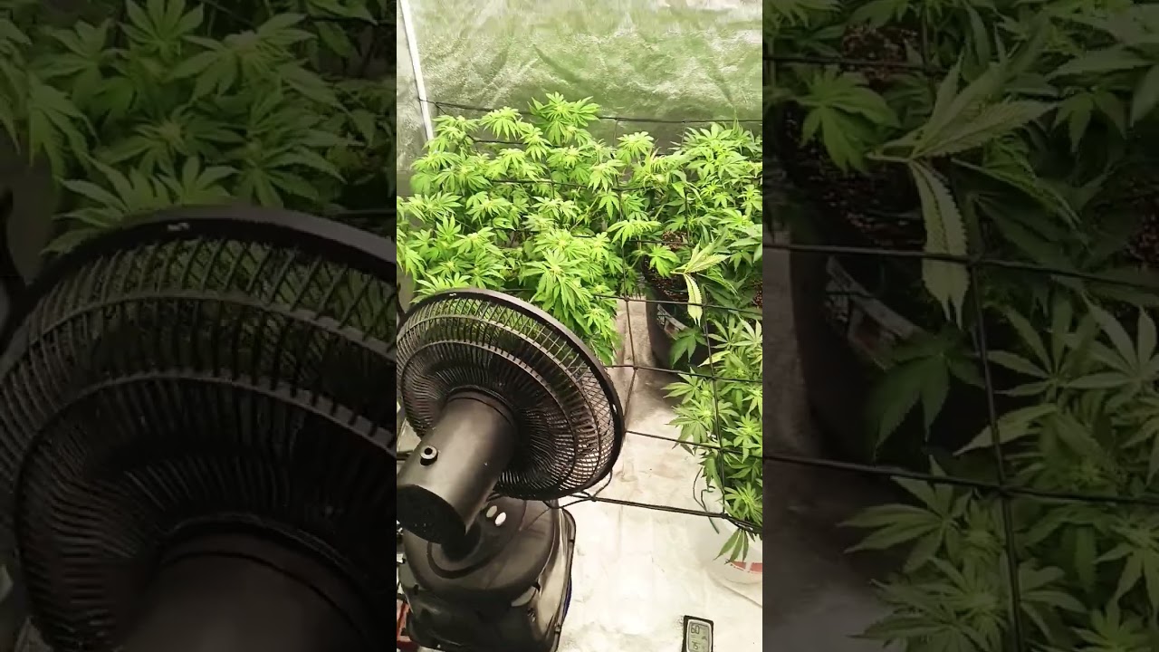 sunset sherbet day 2 second week of flower