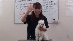 宮崎ペットワールド専門学校 Youtube 宮崎ペットワールド専門学校 Youtube