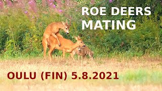 Roe deers mating  Accouplement de chevreuils  Metsäkauriiden parittelu // Oulu (FIN) 5.8.2021