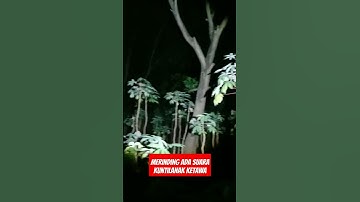 PERHATIKAN !! SUARA KUNTILANAK KETAWA DI POHON