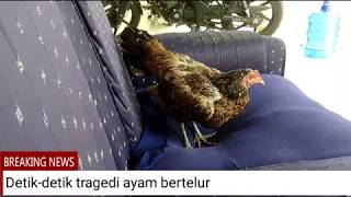 Detik - detik Tragedi Ayam Bertelur