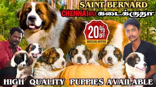 SAINT BERNARD LOW PRICE IN CHENNAI ⁉|@gowthamirfan3858#saintbarnard #dog#saintbernarddog