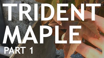 Trident Maple Nursery Stock, part 1