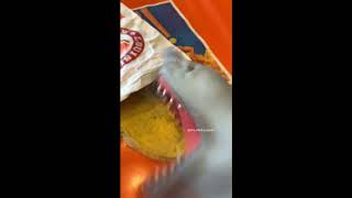 Shark Puppet sh*tvid