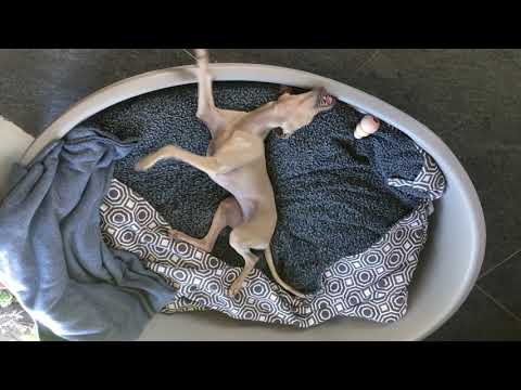 Video: Kangal pas