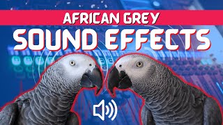 20 Minutes of African Grey Sound Effects | Gizmo the Grey Bird