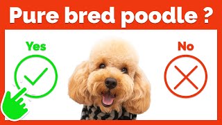 How to Recognize a Purebred Poodle?