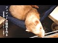 【総集編】フェレットのハンモックを作る方法・作り方 衣食住ものづくり DIY MUTEN-SEWING