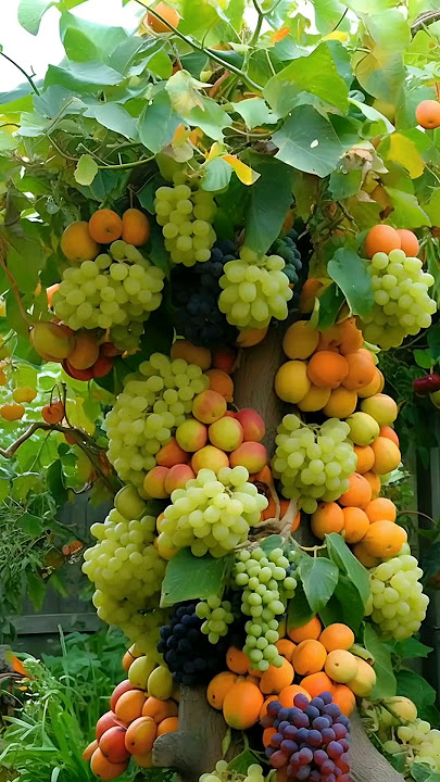 Panen Buah-buahan Istimewa #buah #shorts