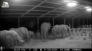 Night Time at the Elephant Homestead 🐘✨