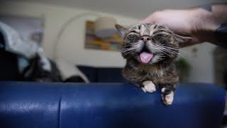 Lil BUB's Ultimate Purring Compilation by Lil BUB 254,966 views 4 years ago 1 minute, 41 seconds