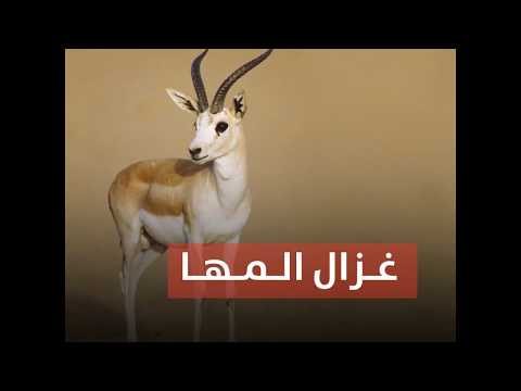 غزال المها المهدد بالانقراض في مطار معيتيقة