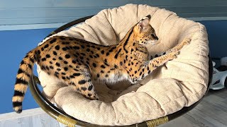 Bobcat Ruth's sweet dream / Serval and Maine Coon inspect a new room / Pikachu tried to escape