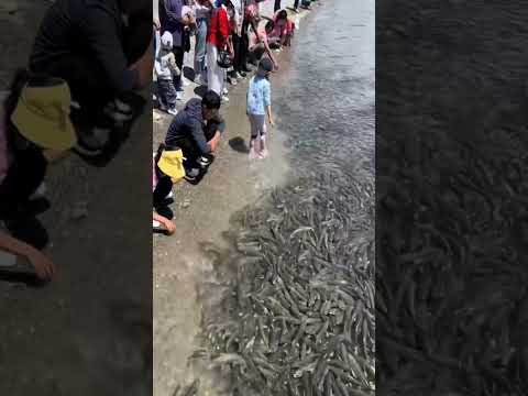 Vídeo: Banc de peixos: què és?