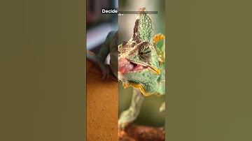 Why Do Chameleons Really Change Color? It’s Not for Camouflage!