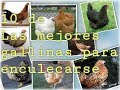 Mejores gallinas que se enculencan facil