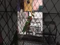 আল্লাহ অনেক দয়ালু #shortvideo #shorts #blog #viral #kindness #blogger #birds #travelblog #parrot