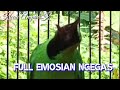Cucak Ijo Gacor Nembak Full Bongkar Isian Cocok Buat Pancingan Cak Lain Mp3 - Mp4 Download