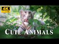 Relax In The Amazing World of Baby Animals | Scenic Relaxation Film, Cute Animals 4K