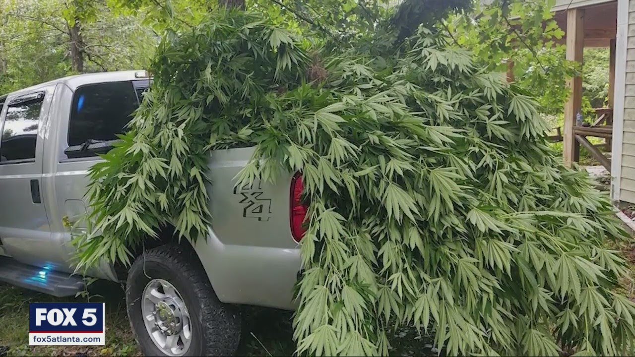 Hundreds Of Pounds Of Marijuana Plants Destroyed In Georgia YouTube hundreds-of-pounds-of-marijuana-plants-destroyed-in-georgia-youtube