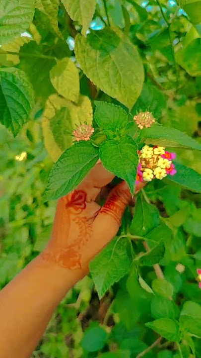 saiba #music #song