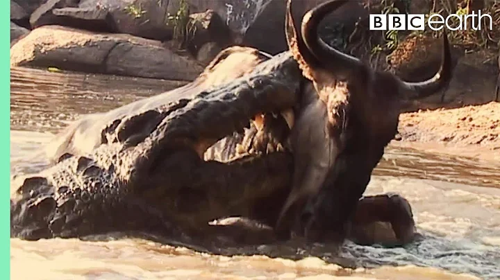 Underwater Ambush from Crocodile | BBC Earth - DayDayNews