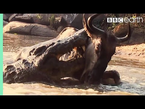 Video: Crocodile Attack - Vaihtoehtoinen Näkymä