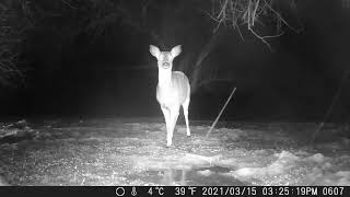 Archive Files of Trail Camera Compilation 20260216 H