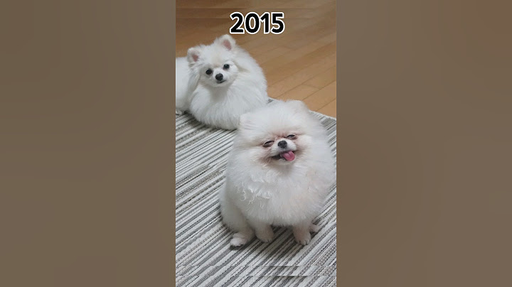 퐁키야 활짝 웃어야지😄  #루퐁이네
