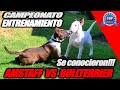 PREPARACIÓN DE NUESTROS PERROS &quot;Laguertha y Nirvana&quot; se conocen!!