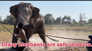 EP. 1/4 ช้างคุ้มคลั่ง ❗️อันตราย Crazy elephants are safe imports.