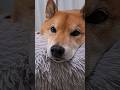 柴犬ロック 気がフレた父ちゃん #柴犬 #柴犬ロック