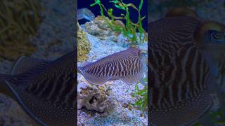 Cuttlefish At Ripley's Aquarium In The Smokies! #ripleysaquarium #gatlinburg #pigeonforge