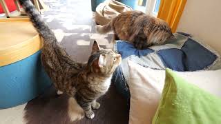 Mei  mainecoon  , Tom  americancurl  , Lili  bengal by TOKYO CATS 104 views 1 year ago 2 minutes, 9 seconds