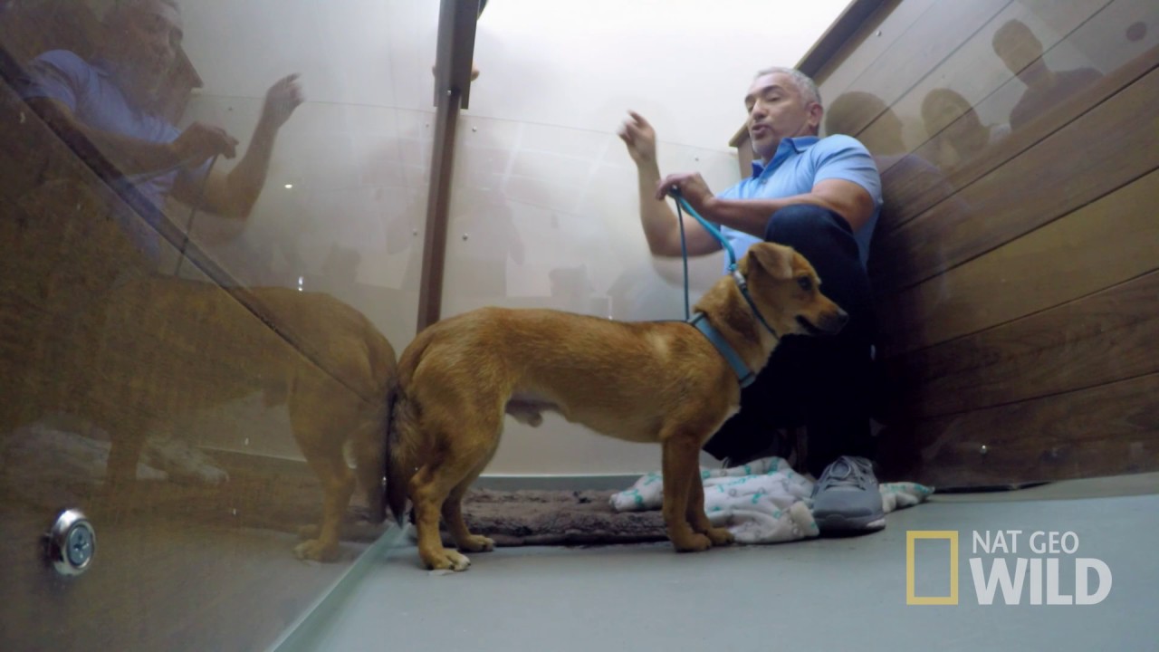 Cesar Millan s Dog Nation Los Angeles Brutus YouTube Cesar Millan s Dog Nation Los Angeles Brutus YouTube