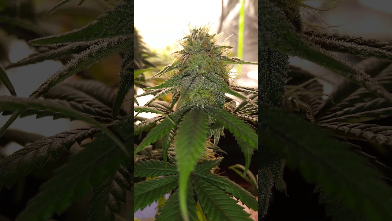 Russian tzar Bomba nukeheads day 25 of flower