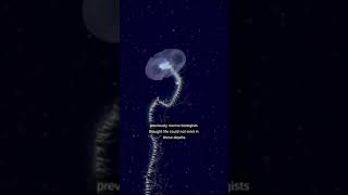 NASA EXPLORING DEEP OCEAN #shorts #ocean #deepsea