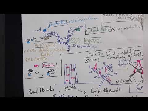 Actin binding protein