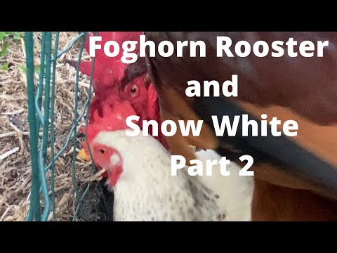 Video: Snow White Poultry